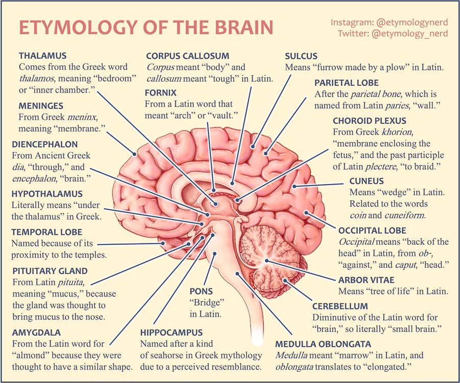 Labeled diagram of brain structures and the origins of their names