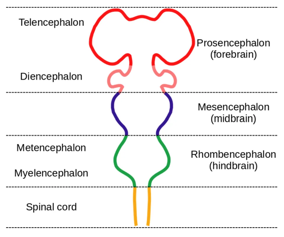 Diagram of the parts of the brain