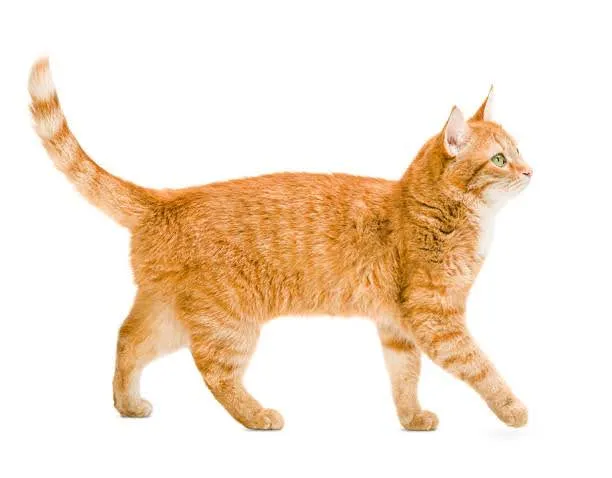 Test picture of a furry cat