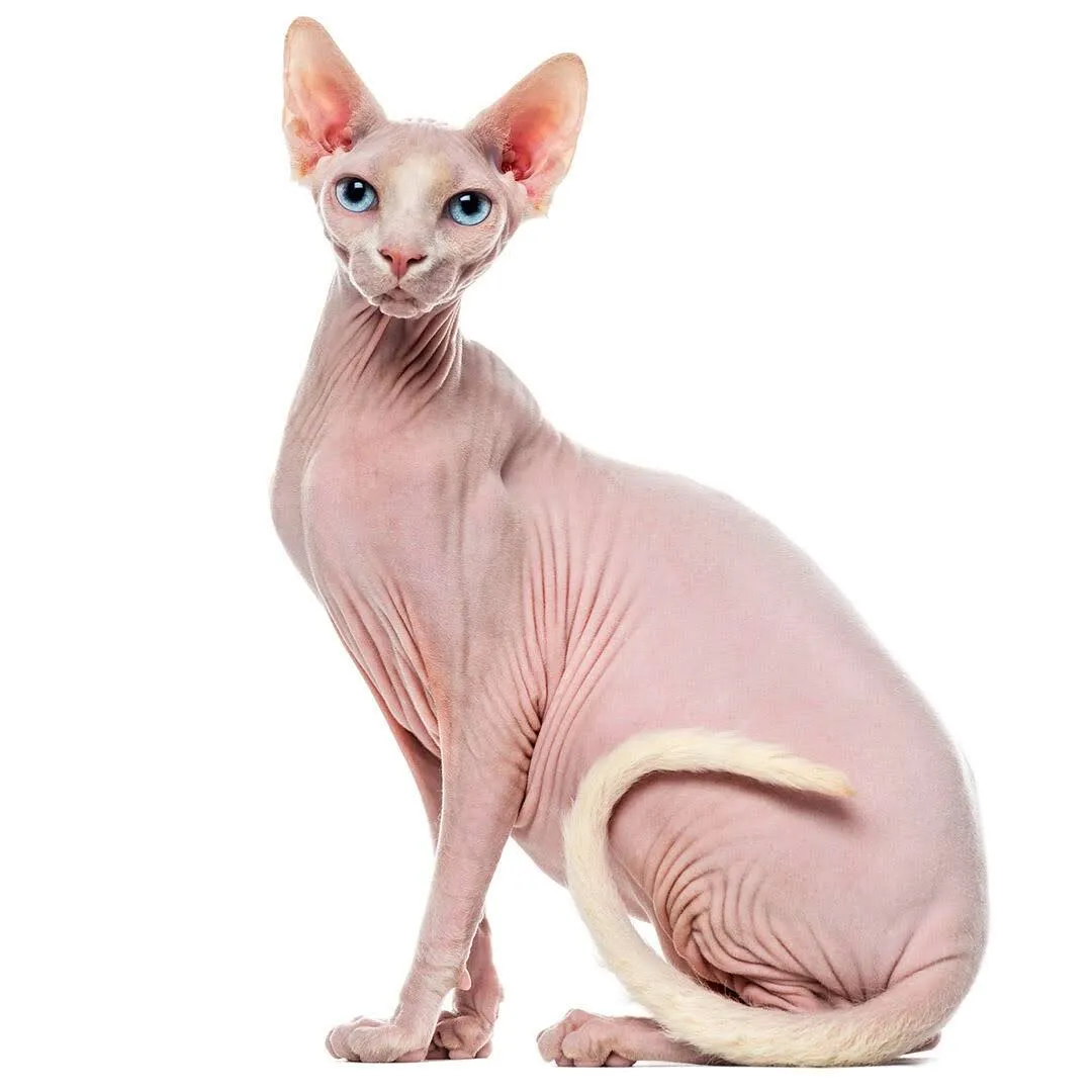 Test picture of a hairless pink cat
