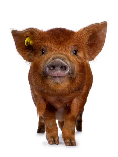 Test picture of a furry brown pig