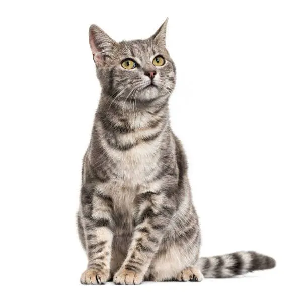 Training picture of a cat