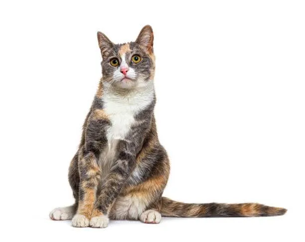 Training picture of a cat