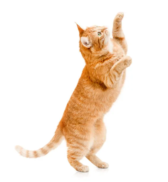 Training picture of a cat