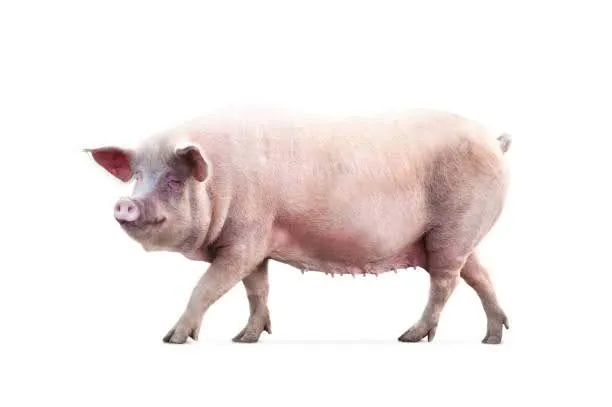 Training picture of a pink pig