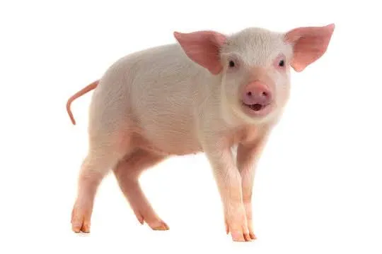 Training picture of a pink pig