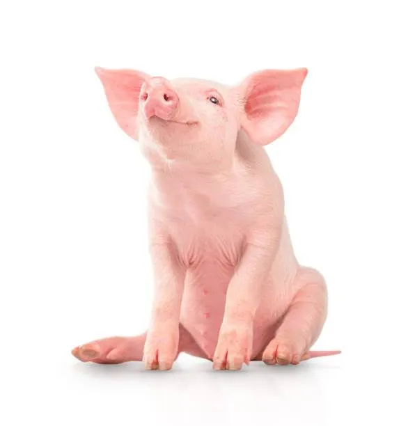 Training picture of a pink pig